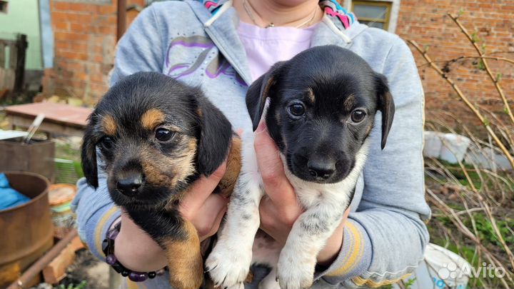 Щенки дорки