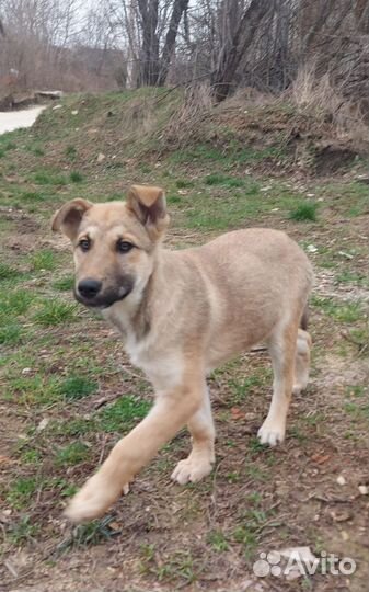 Щенок, хороший