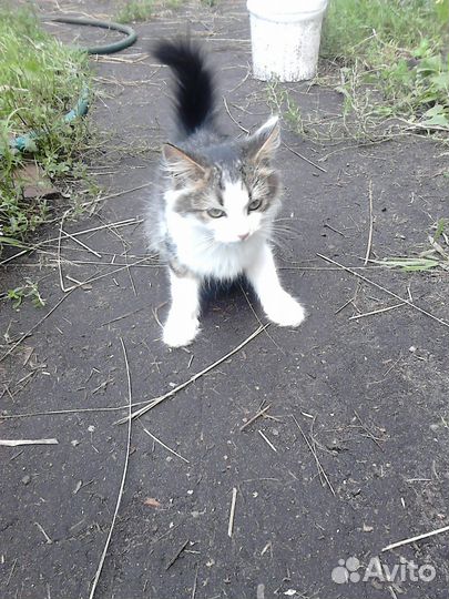 Котята подкидыши в добрые руки