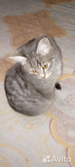 Кошки