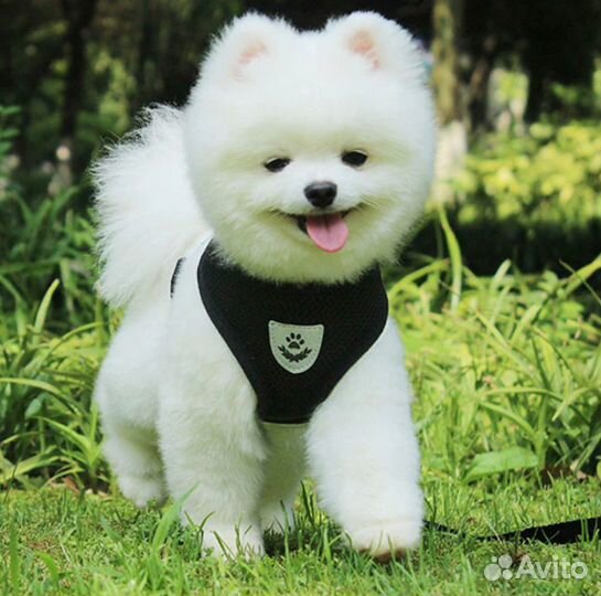 Комплект шлейка+поводок для кошек и собак