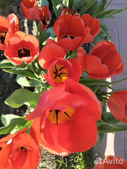 Луковицы тюльпанов