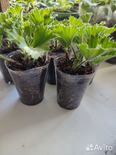 Королевская пеларгония Элеганс френни