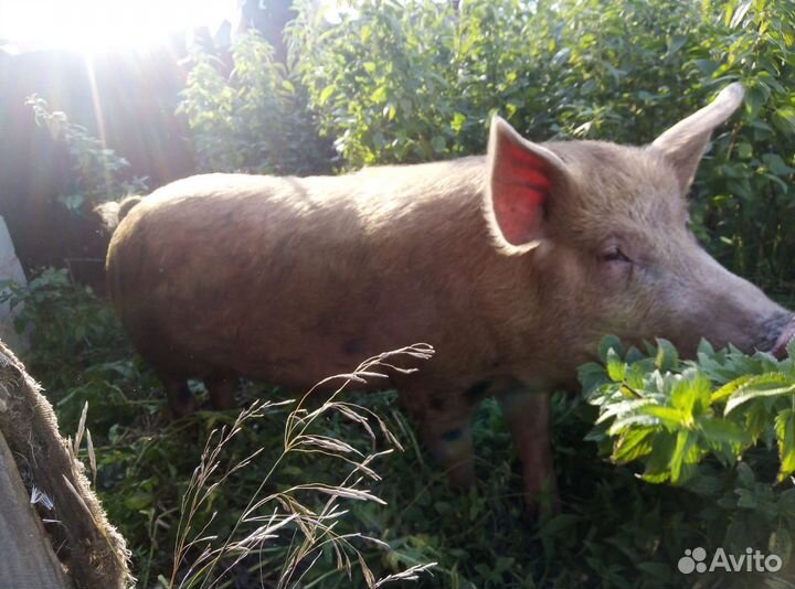 Кабан на племя, дюрок