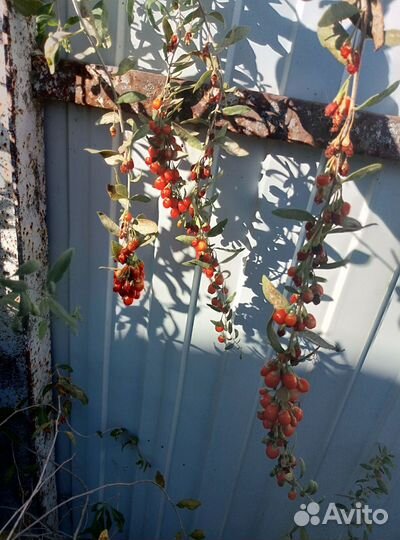 Саженцы годжи