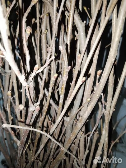 Крупноплодный фундук саженцы Ростов-на-Дону