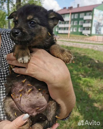 Щенки бесплатно