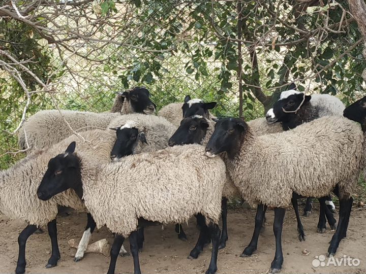 Романовские овцы