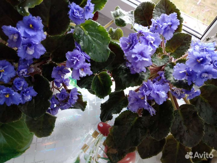 Комнатные растения цветы