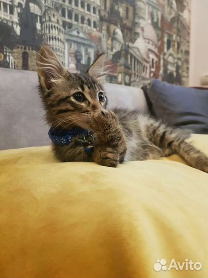 Котик 2,5месяца от домашней кошечки