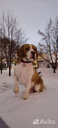 Бигль вязка