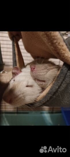 Декоративная крыса дамбо