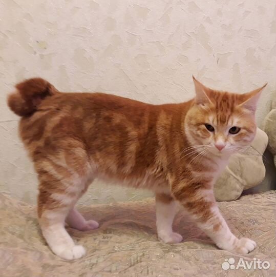 Вязка курильский боптейл