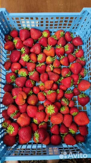 Ягода клубники