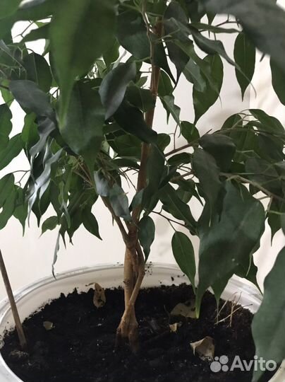 Фикус Бенджамина