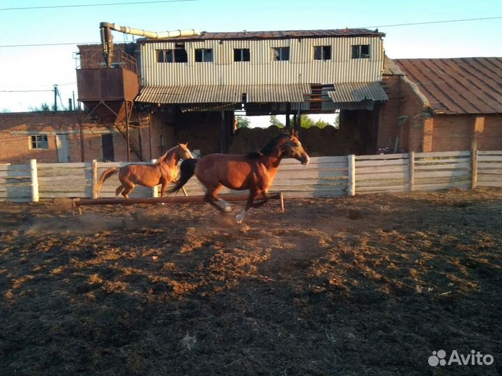 Арабская кобыла