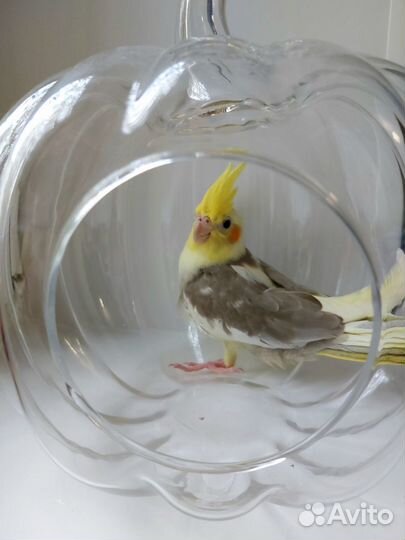 Попугай корелла птенец