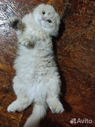 Шотландский кот вязка