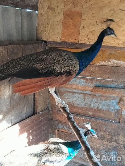 Павлины продажа