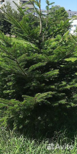 Ель живая местная от 2м