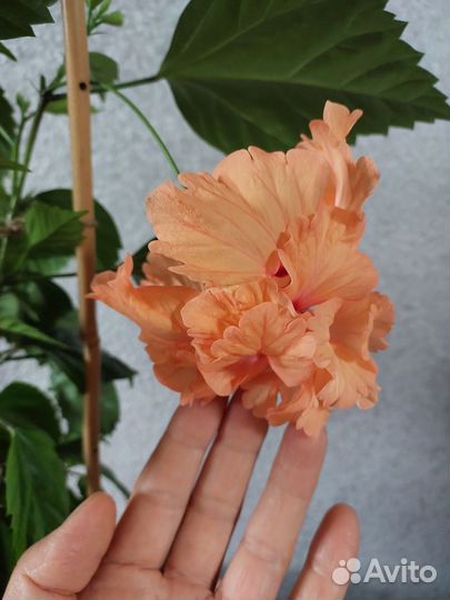 Гибискус комнатный