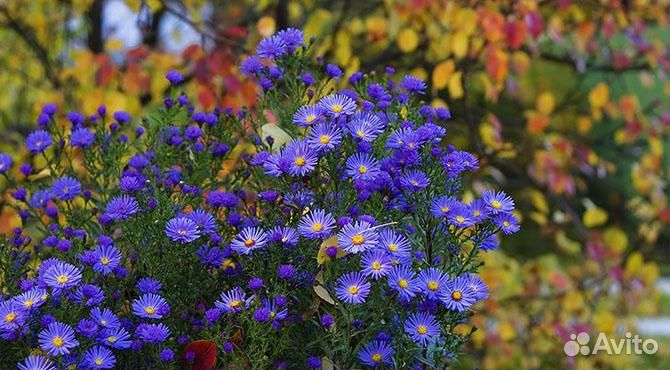 Ценителям красоты Астра многолетняя