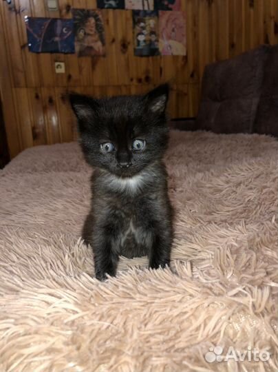 Черный котенок в добрые руки