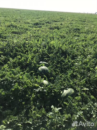 Арбуз оптом сорт каристан