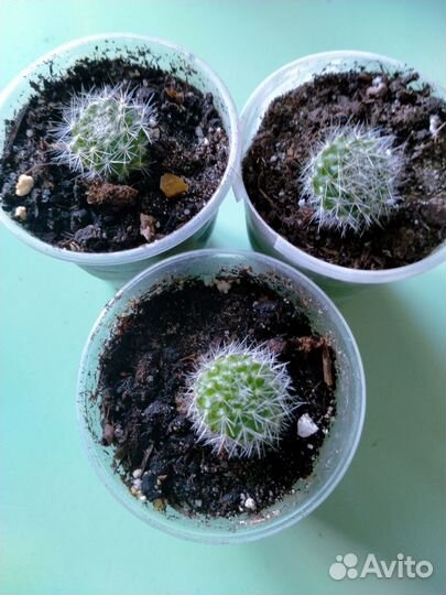 Детки Ребуции (кактус)