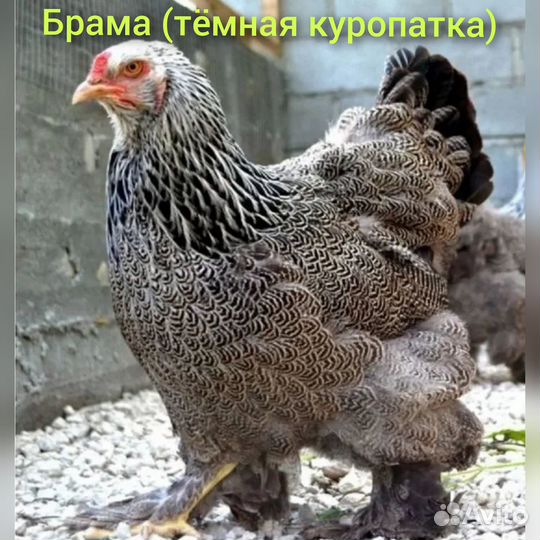 Инкубационное яйцо породных кур