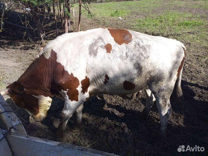 Быки на мясо