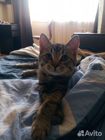 Кошка в дар