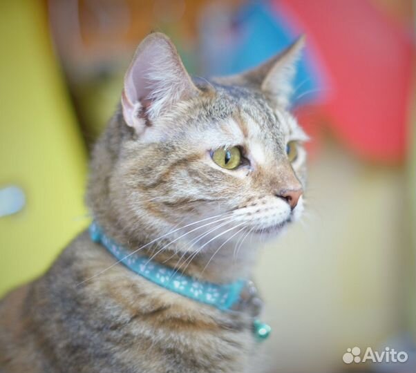 Тигровая Кошка Белуччи - умная и ласковая