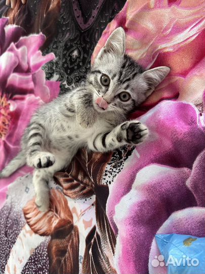 В добрые руки