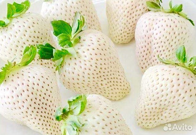 Рассада клубники