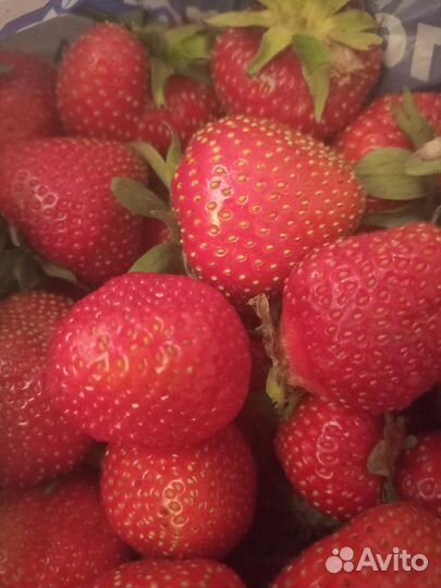 Ягода жимолость и др. с доставкой на Правый Берег