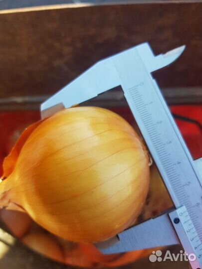 Лук репчатый