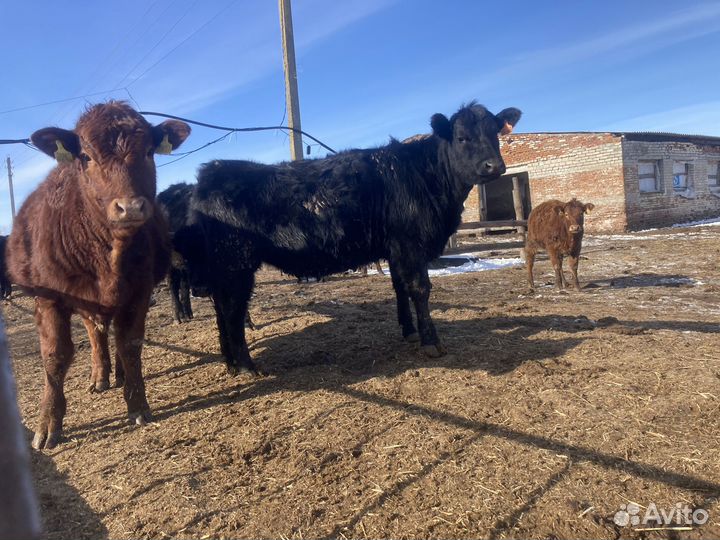 Продаются телки абердино-ангус