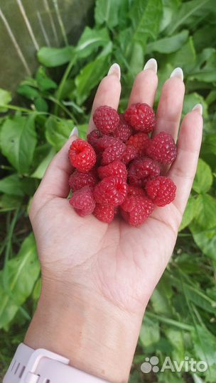 Малина желтая ремонтантная