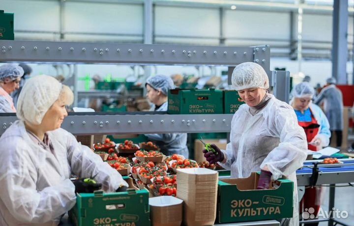 Вахта в Москве - Весовщик томатов в Агрокомплекс