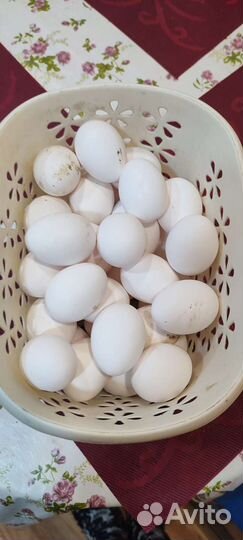 Яйцо домашнее