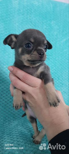 Щенки чихуахуа