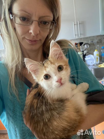 Котенок девочка