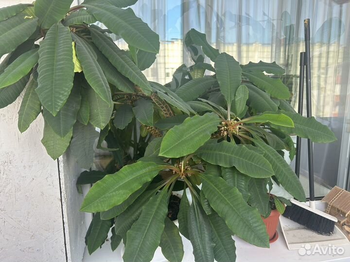 Молочай беложильчатый