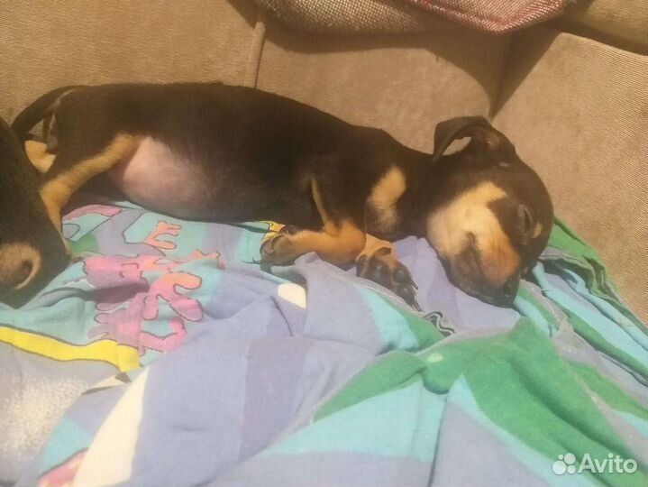 Собаки щенки чивини