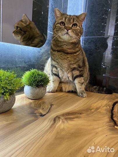 Кот в добрые руки