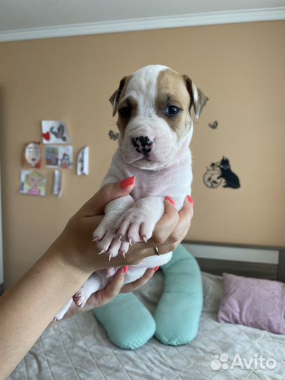 Щенки амстаффа