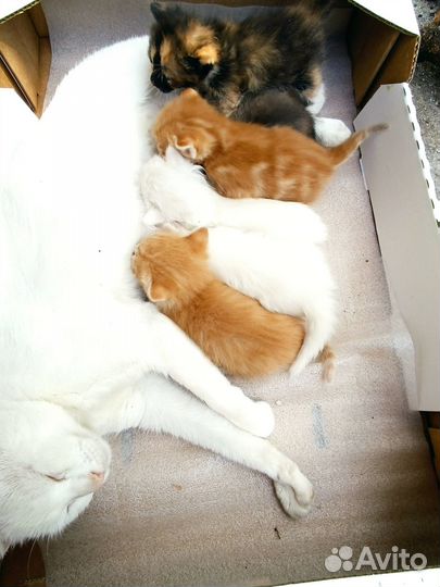 Отдам В добрые руки