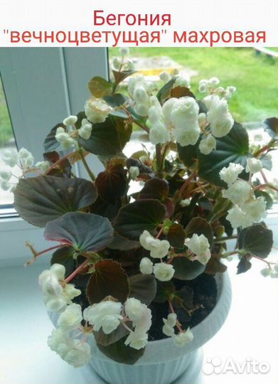 Бегония вечноцветущая, махровая