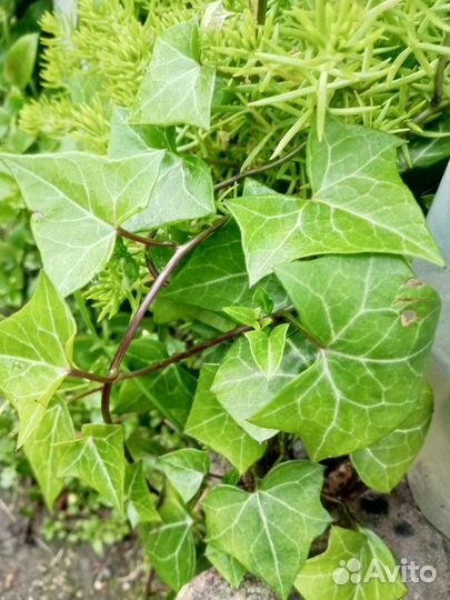 Крестовник